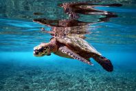 Eretmochelys imbricata, Maldives