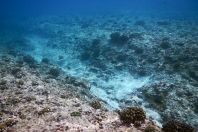 Sea-floor, Indian Ocean, Maldives