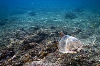 Eretmochelys imbricata, Maldives