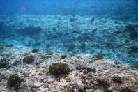 Sea-floor, Indian Ocean, Maldives