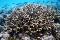 Anthozoa, Maldives