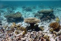 Anthozoa, Maldives