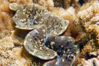 Tridacna sp., Maldives