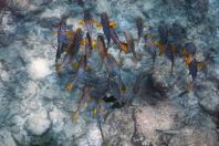 Plectorhinchus vittatus, Maldives