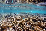 Anthozoa, Maldives