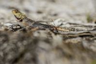 Calotes versicolor, Huraa Island