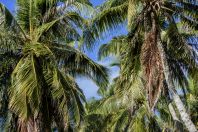 Palm trees, Huraa