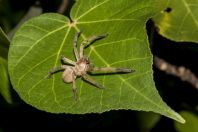 Spider, Huraa