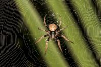 Spider, Huraa