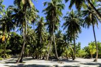 Palms, Huraa