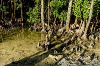 Mangroves, Huraa