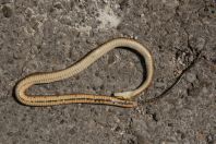 Natrix tessellata, Lake Skadar