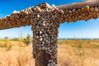 White-lipped snails, Ulcinj