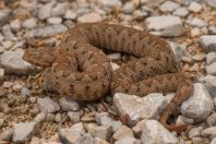 Vipera ammodytes, Ada Bojana