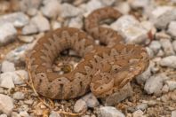 Vipera ammodytes, Ada Bojana