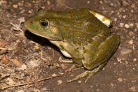 Pelophylax kutmuelleri, Ckla