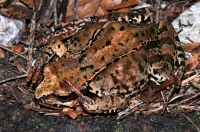 Rana temporaria, unken reflex