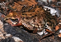 Rana temporaria