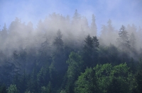 Ranní opar nad Červeným Kláštorom