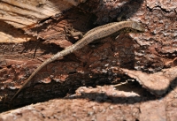 Lacerta agilis, NP Pieniny