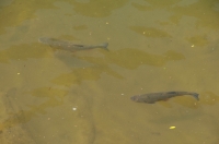 Squalius cephalus, NP Pieniny