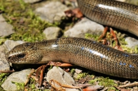 Anguis colchica, NP Pieniny