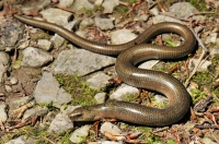 Anguis colchica, NP Pieniny