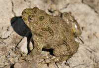 Bombina variegata, NP Pieniny