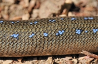 Anguis colchica, NP Pieniny