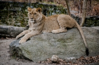 Lion, Bronx Zoo