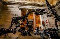 American Museum of Natural History, NYC