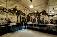 American Museum of Natural History, NYC