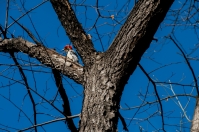 Melanerpes carolinus, Central Park