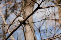 Baeolophus bicolor, Central Park