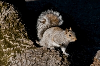 Sciurus carolinensis, Central Park