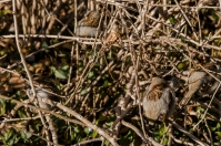 Passer domesticus, Central Park