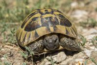 Testudo hermanni, Matka