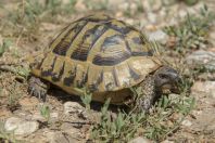 Testudo hermanni, Matka