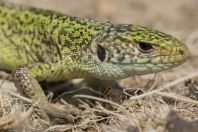 Lacerta viridis, Kulmas