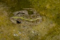 Pelophylax kurtmuelleri, Hundëkuq