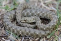 Natrix tessellata, Hundëkuq