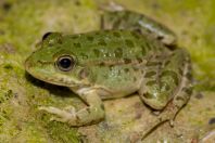 Pelophylax cf. epeiroticus, Vrisera