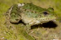 Pelophylax cf. epeiroticus, Vrisera