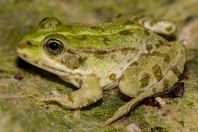 Pelophylax kurtmuelleri, Vrisera