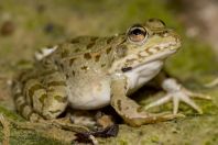 Pelophylax kurtmuelleri, Vrisera