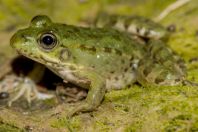 Pelophylax cf. epeiroticus, Vrisera