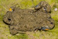 Bombina variegata, Vrisera