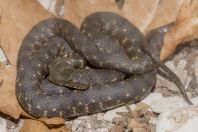 Natrix tessellata, Kardhikaq