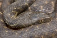 Natrix tessellata, Kardhikaq