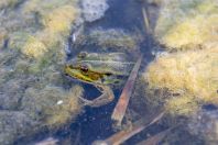 Pelophylax epeiroticus, Stjar